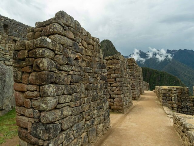 Medicinal Mountain Plants Along Salkantay